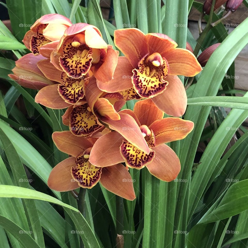 Breathtaking cymbidium orchid in bloom 