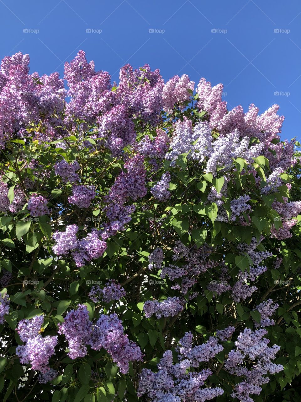 lilacs in full bloom 