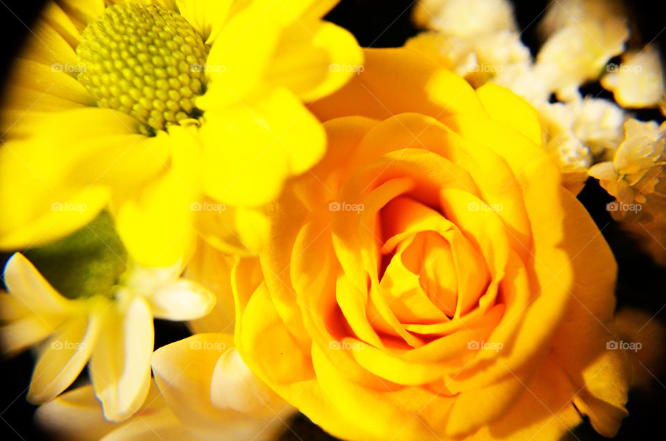 Yellow Spring (Series)