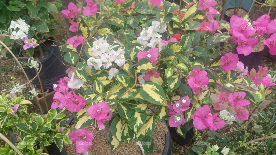 mix colour in one tree