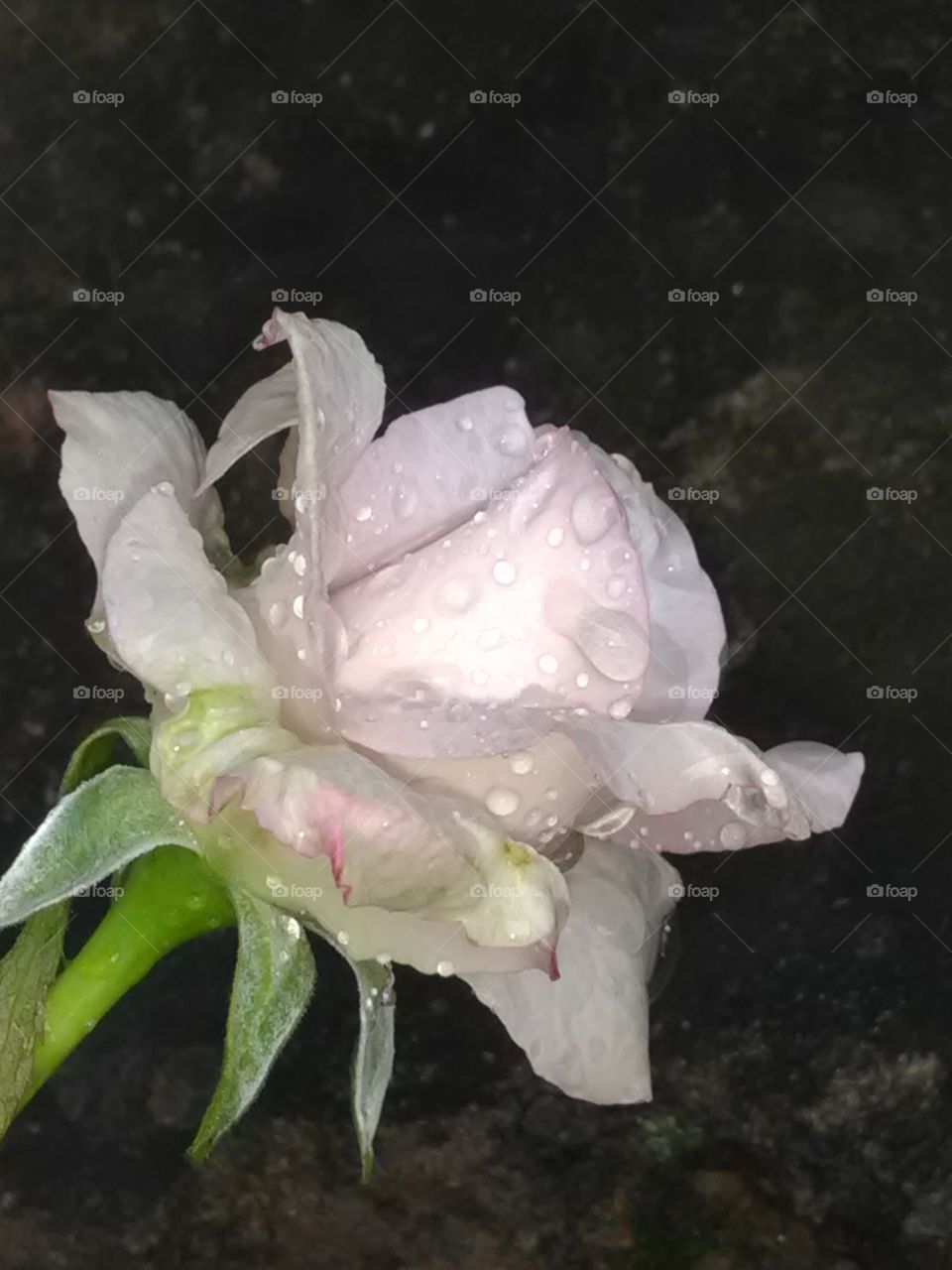 This is a very beautiful flower white roses on the waters drops.