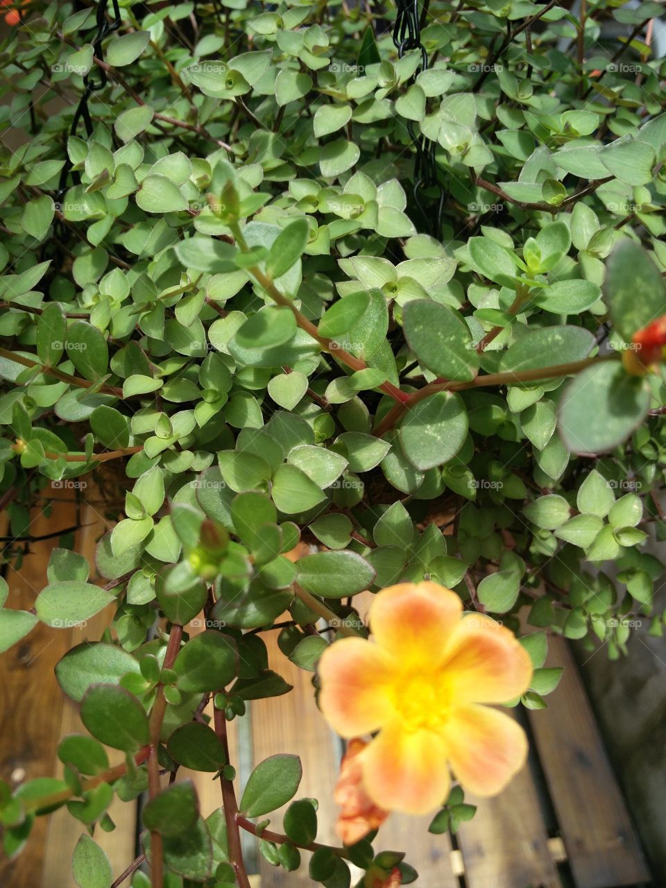 leaves orange flowers