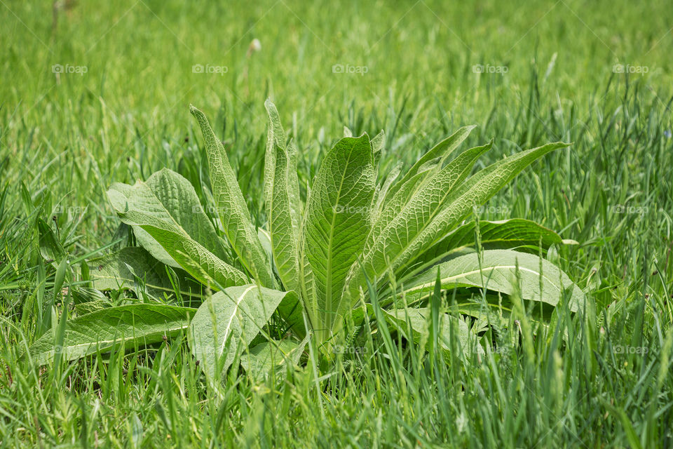 Beautiful green plant in the meadow