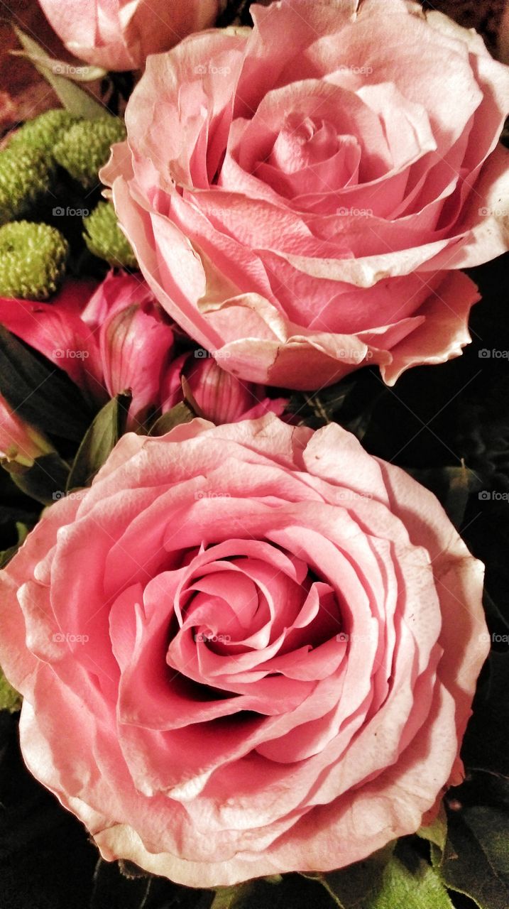 Beautiful pink roses. Beautiful pink roses