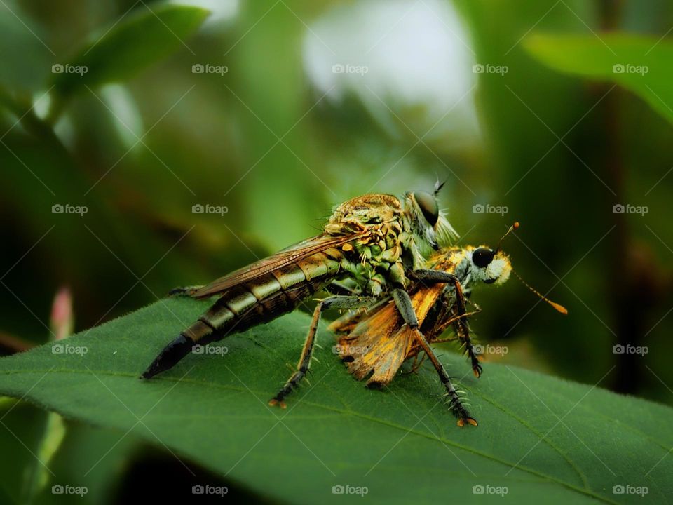 robberflies with prey