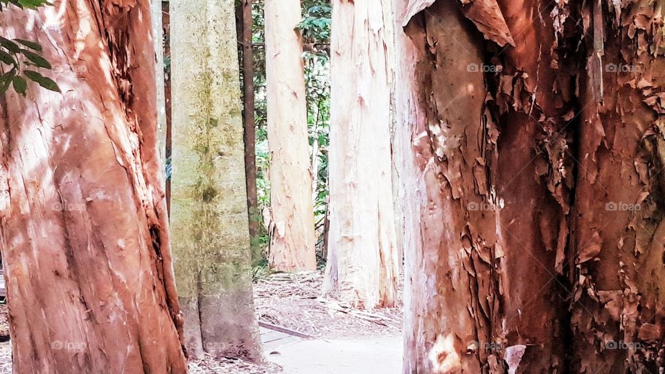 Cairns Botanical Gardens