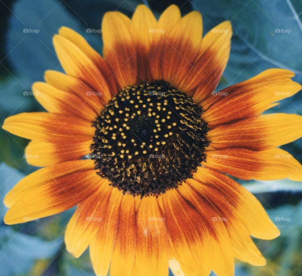 Ring of Fire Sunflower