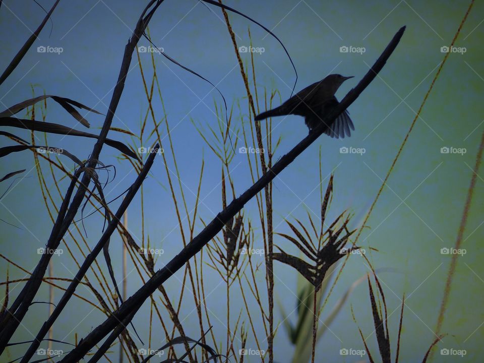 Small bird in silhouette 