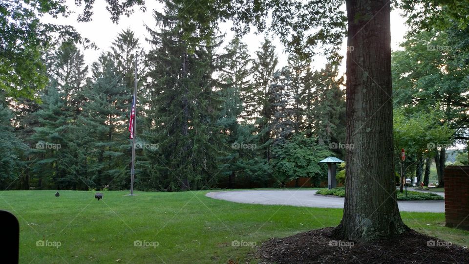 Tree, Landscape, Wood, No Person, Park