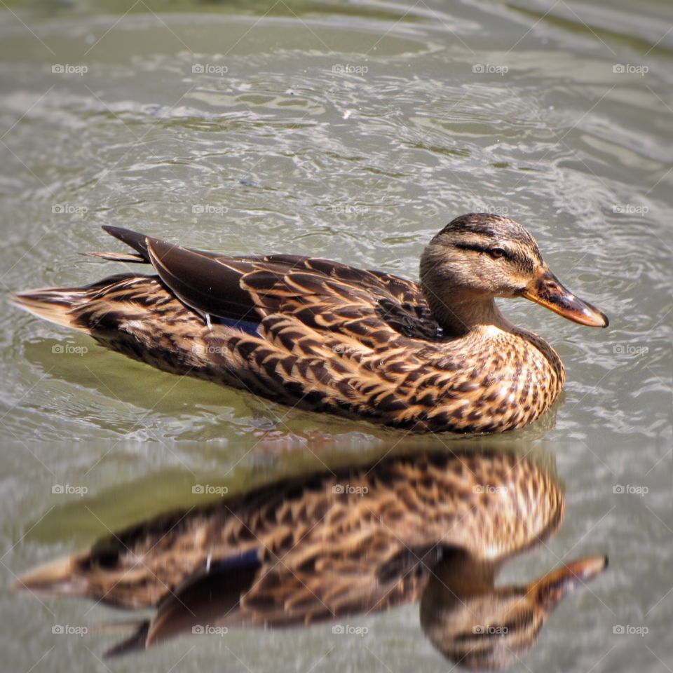 Female French Duck 