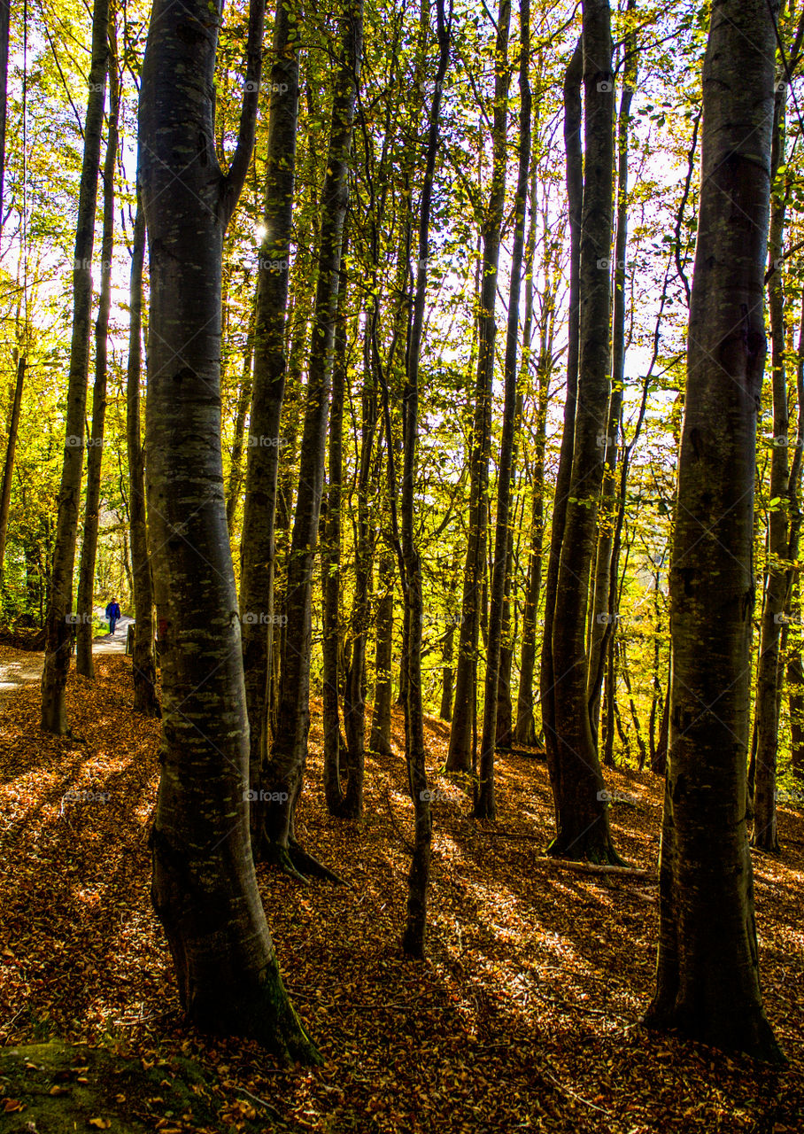 Beech forest. 