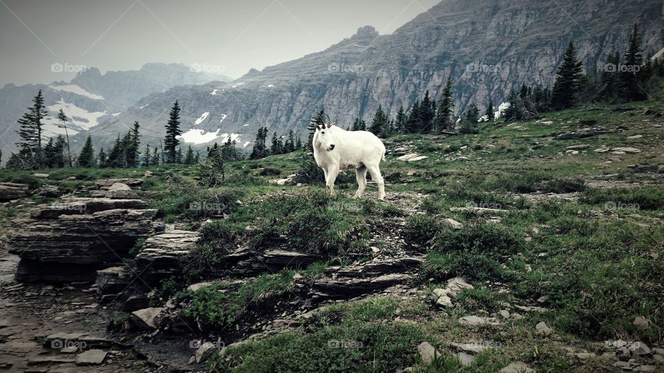 Mountain Goat. Taken at Glacier National Park