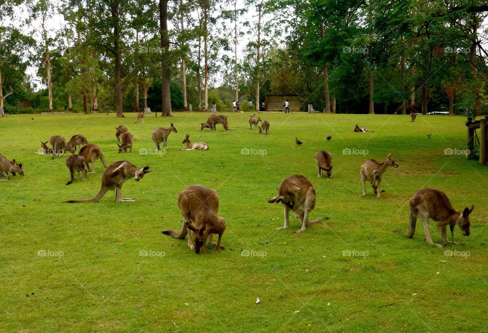 Kangaroos on grass