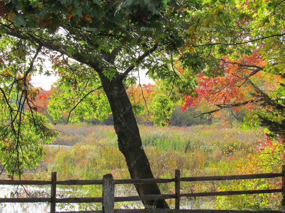 Scenic view of autumn trees