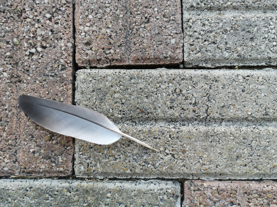 Pigeon feather on the pavement
