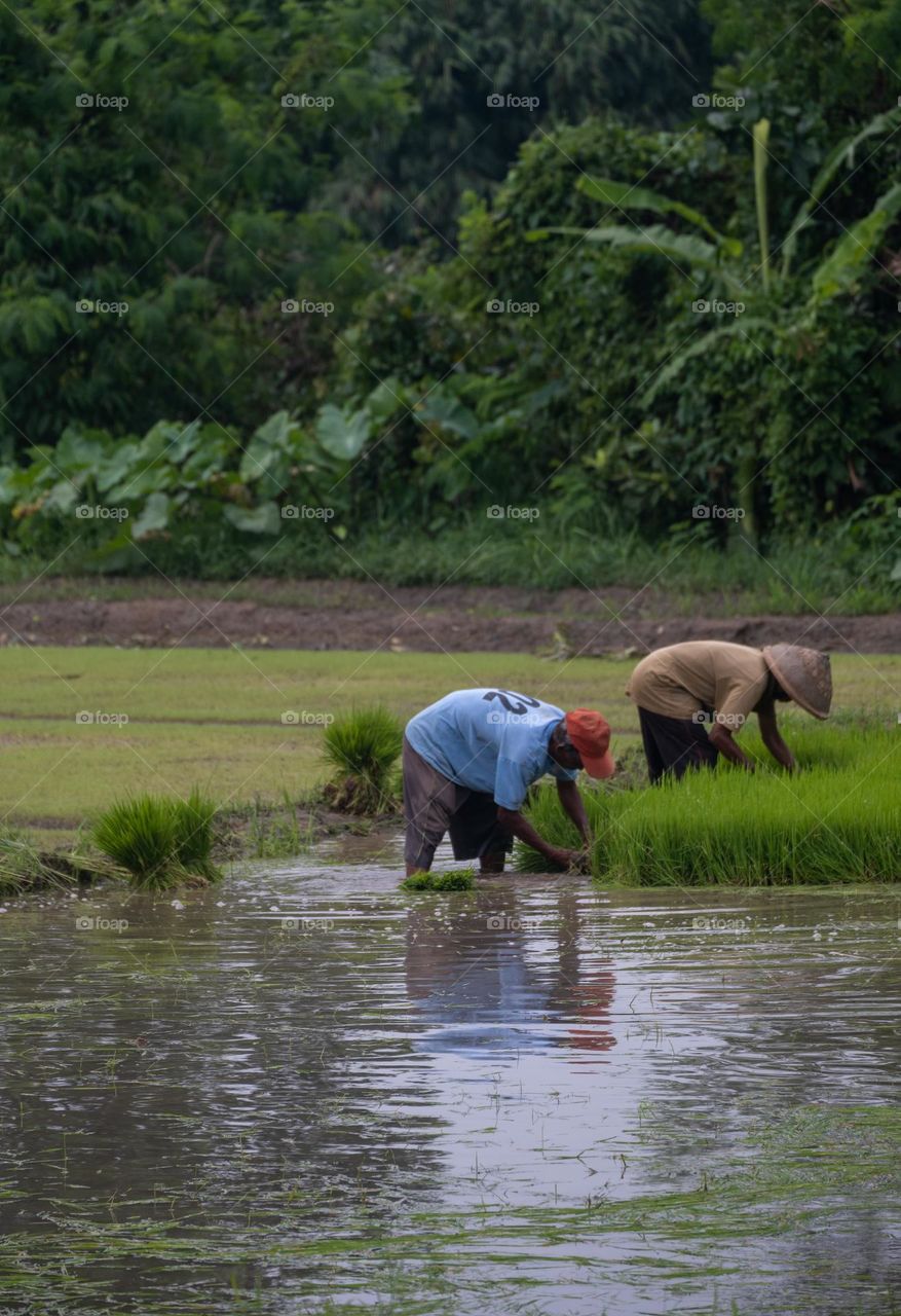 farmers work in the rice field