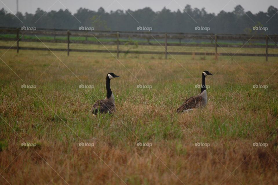 geese