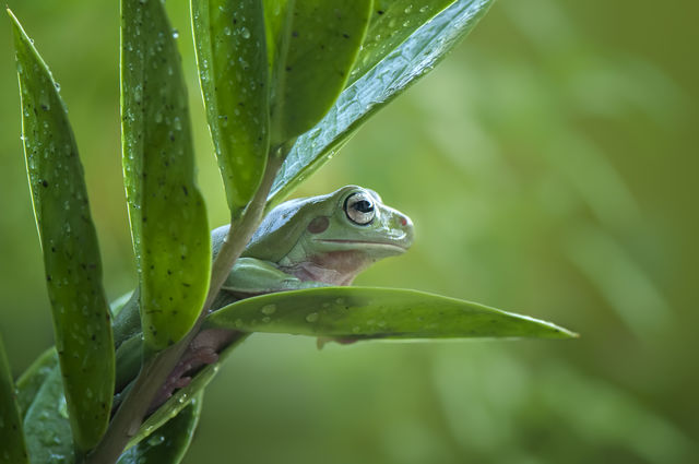 Dumpy FROG