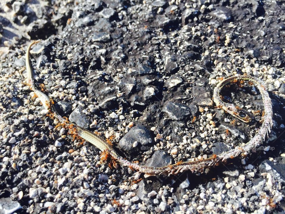 Dead snake being consumed by ants for a while