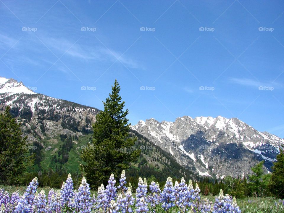 Scenic view of flowers