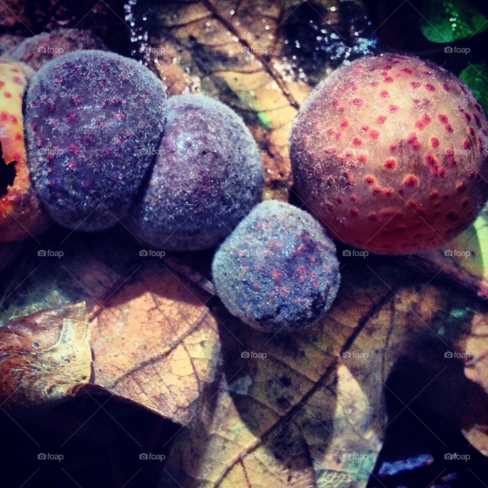 nature mushroom polkadots puffball by ChadWeiche