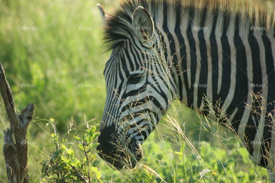 Zebra safari sud Africa