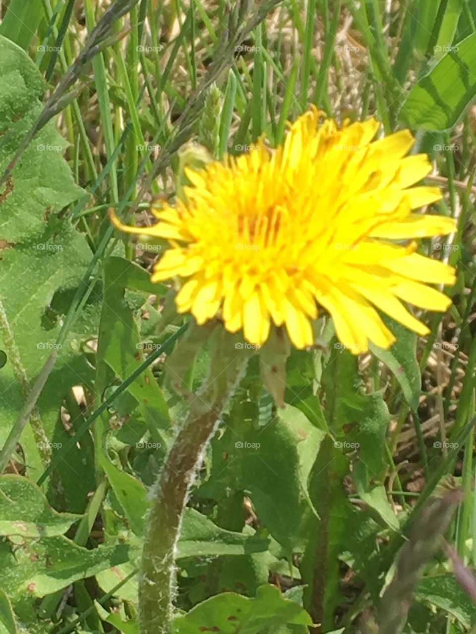 Dandelion 