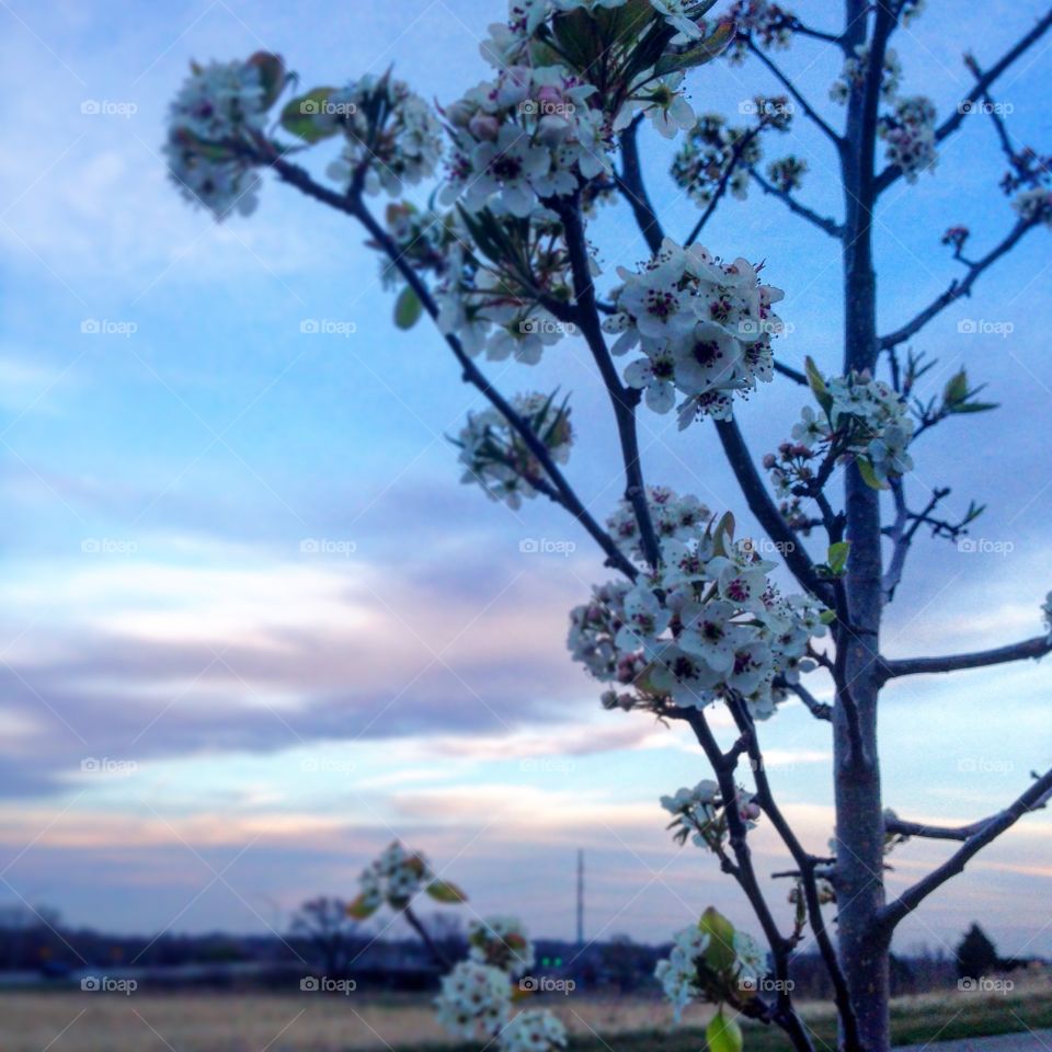 Early Spring Flowering Tree