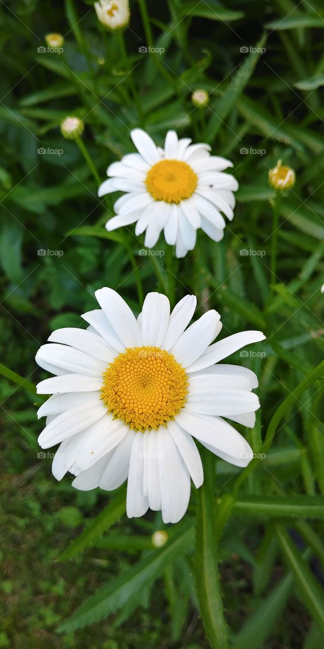 summer daisy
