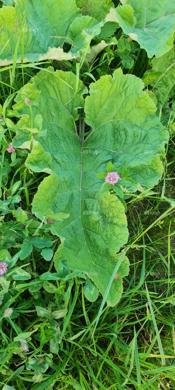 big leaf