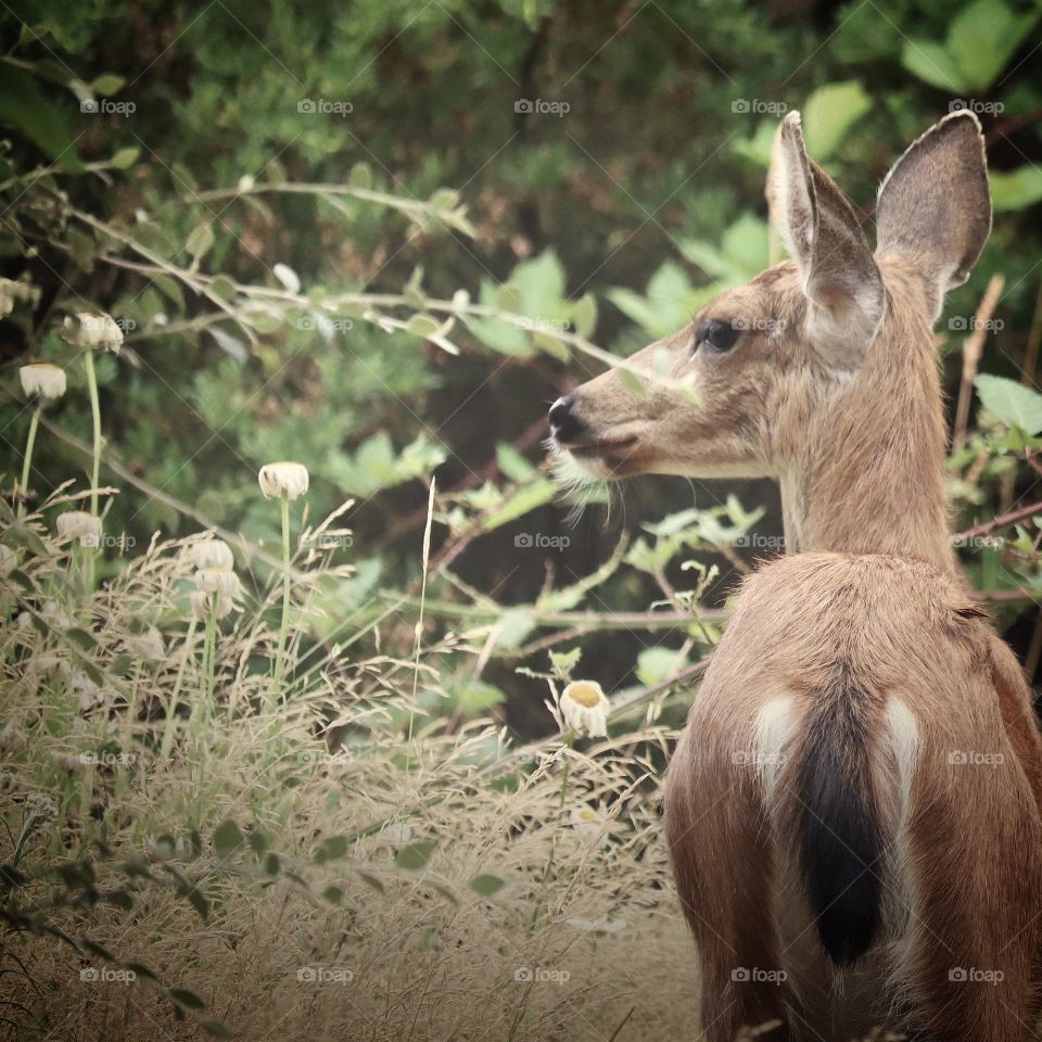 A young doe takes time to nibble the fresh leaves off nearby blackberry bushes in the warmth of August 