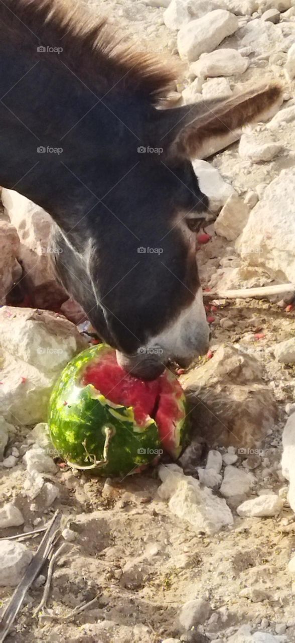 a beautiful donkey is eating watermelon.