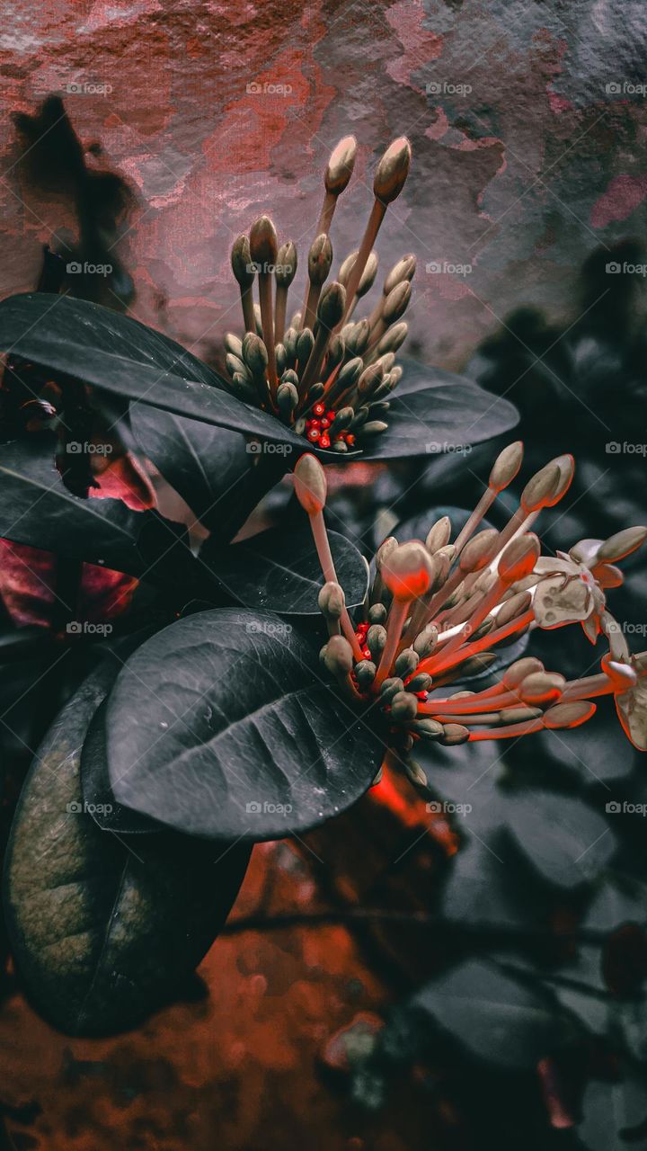 Dark | Garden | Plant | Flower | Filter