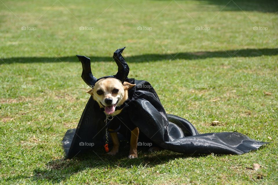 Cute chihuahua pet dog wearing a Halloween costume 
