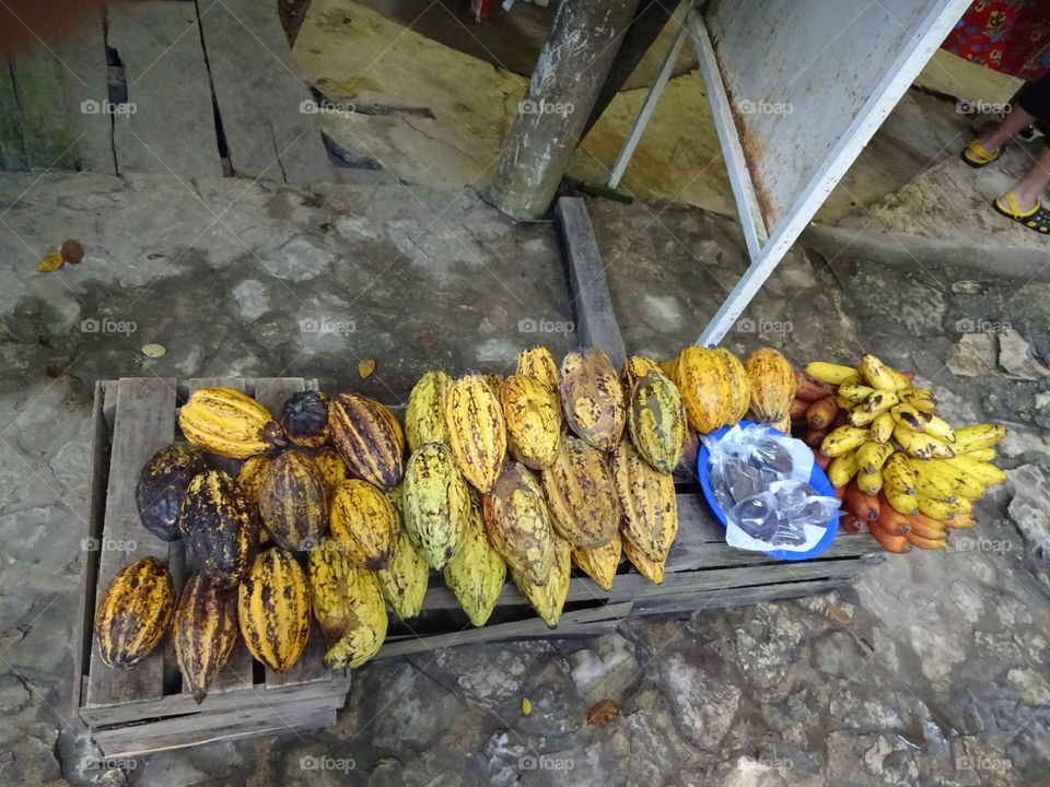 cacao in Chiapas