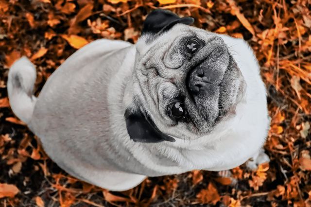 Dog Mops 