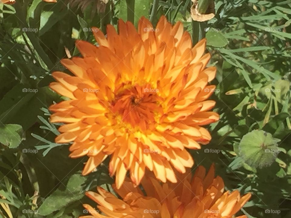Orange and Gold Floral Closeup 