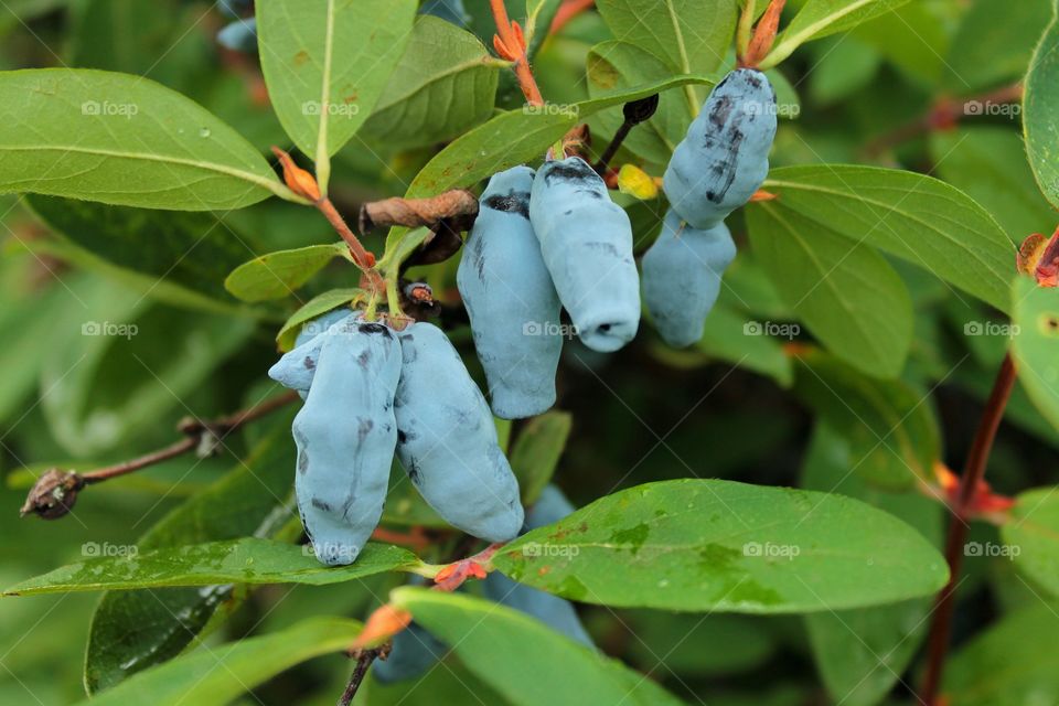 Berries, hands, palms, female hands with berries, honeysuckle, currant, unripe berry, ripe, gray, blue berry, berries on the bushes,