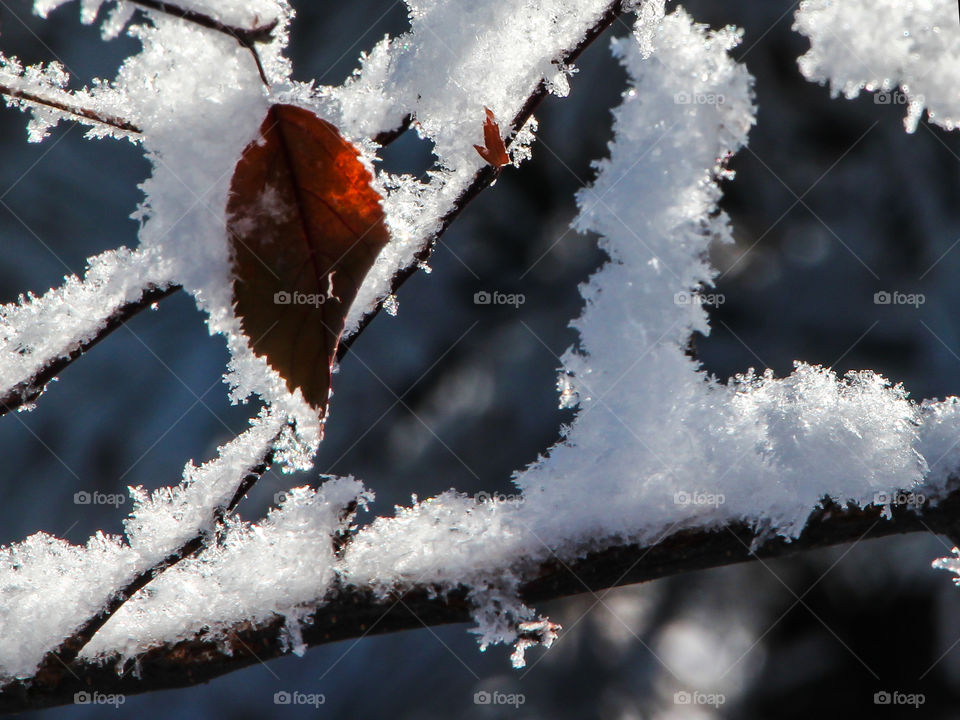 One red leaf hanging on during an early winter snow