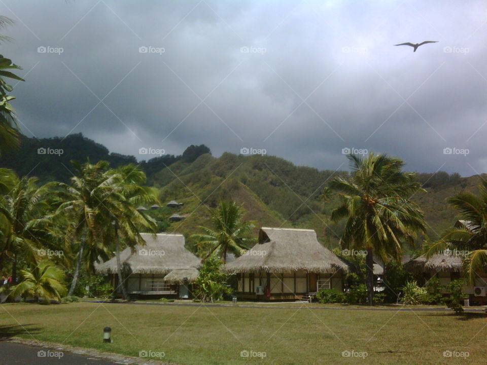 Grass bungalows in Mo'orea, Tahiti (French Polynesia)