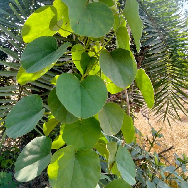 Beautiful tree vine . It' s shape like a ❤️
