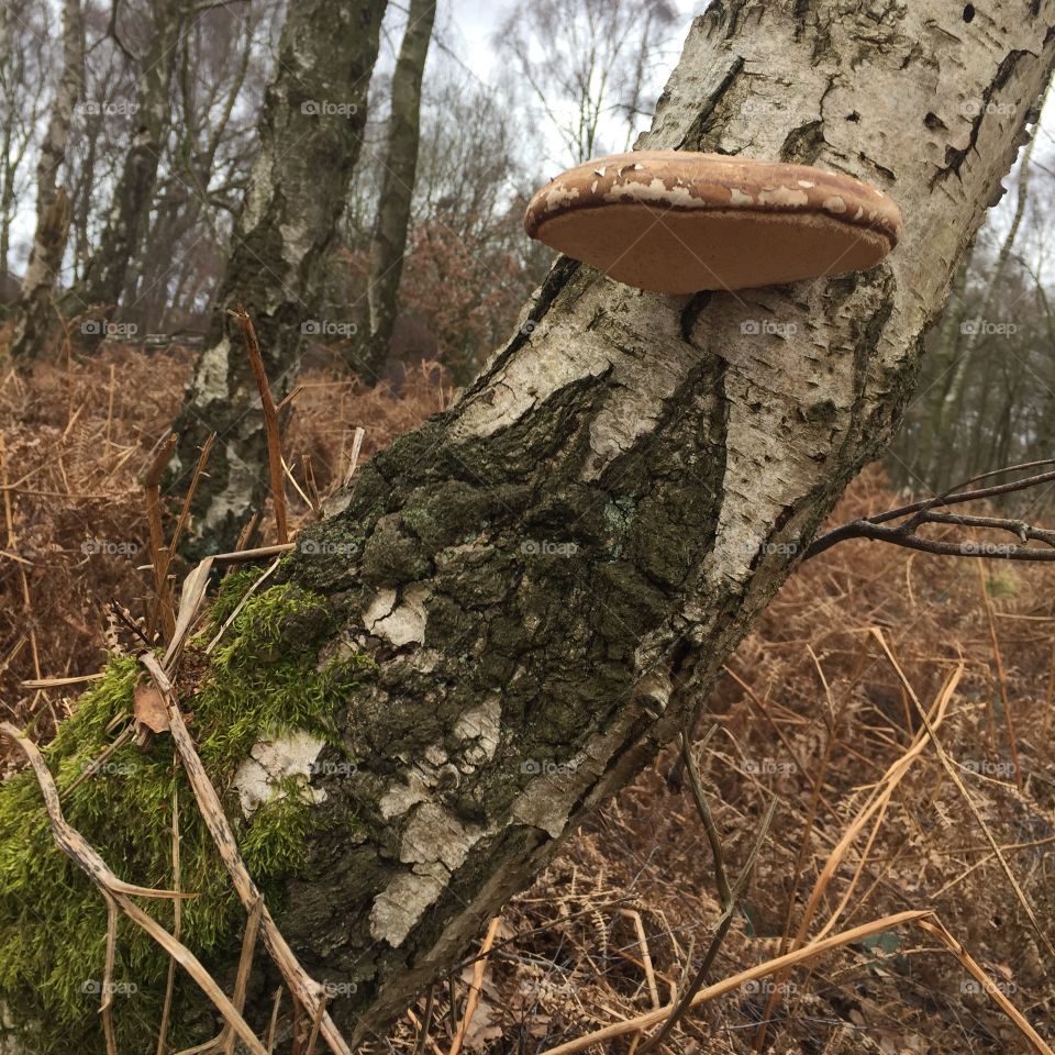 Mushroom on tree