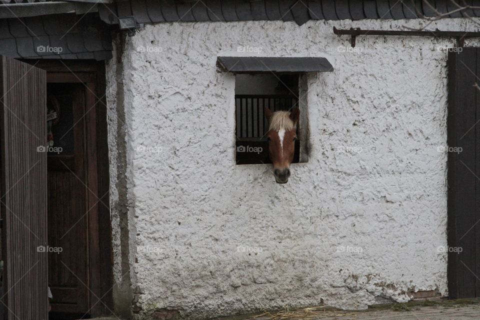 German horse in his stable.