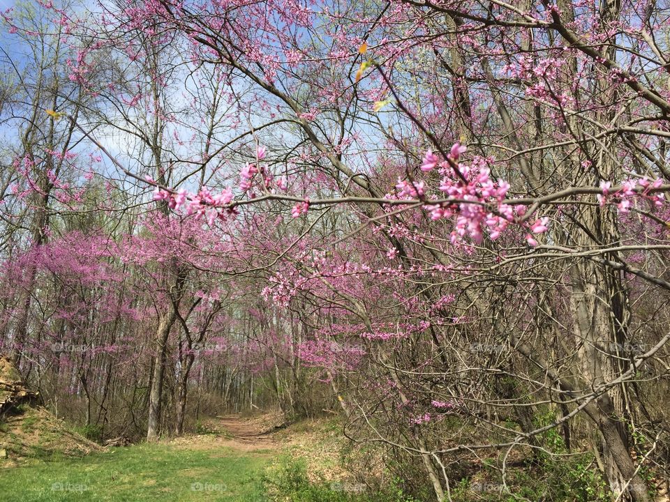 Early spring. Hopewell National Historic Site, Hopewell PA