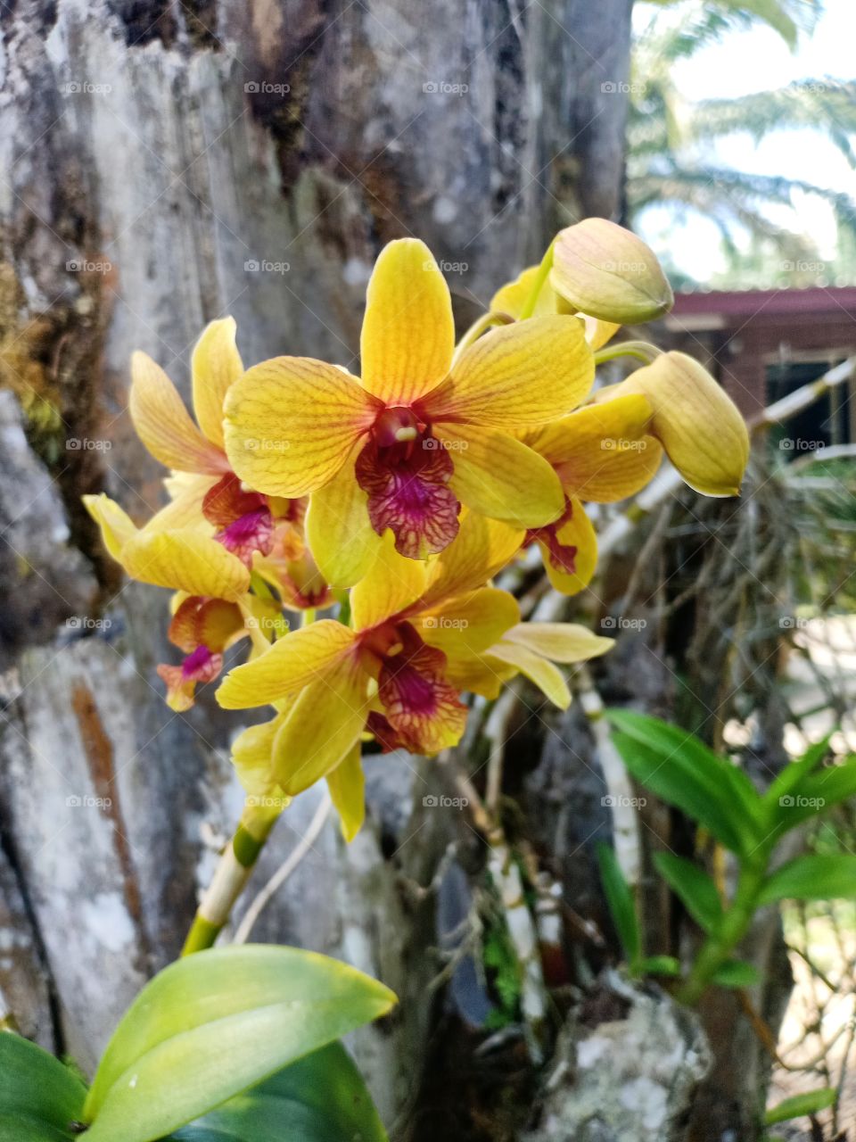 yellow orchids