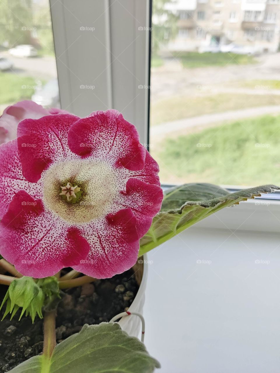 Beautiful gloxinia flower