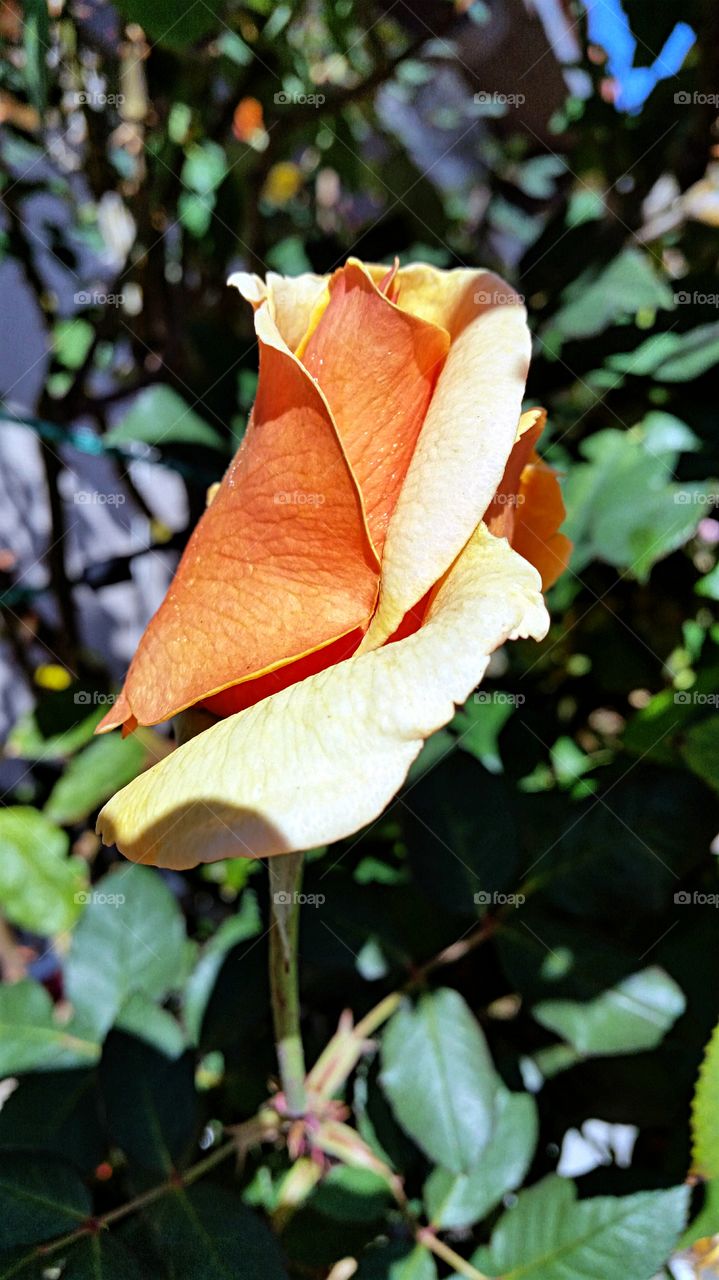 Orange and yellow rose bud