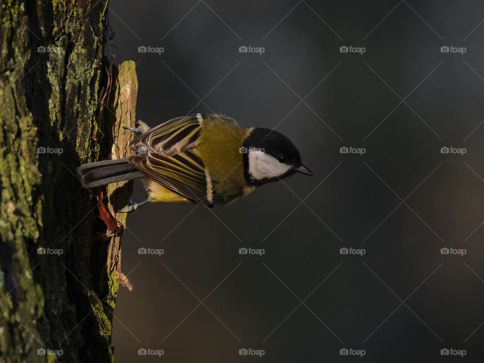 Small bird hanging from a tree