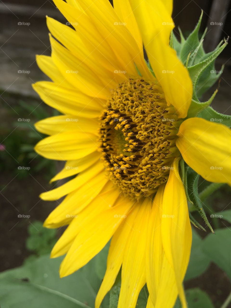 Sunflower 