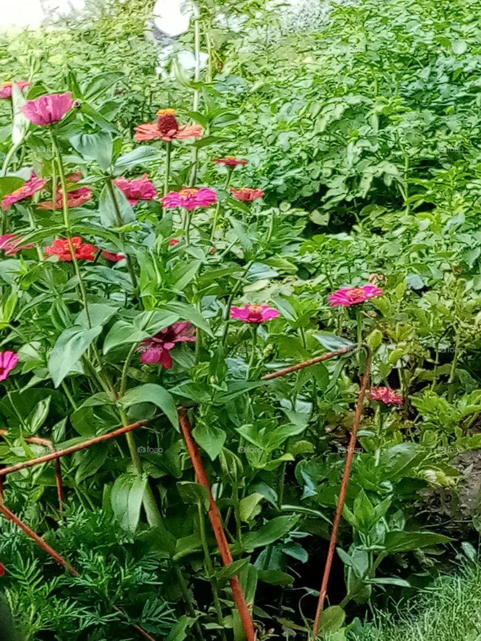 Permacultural garden